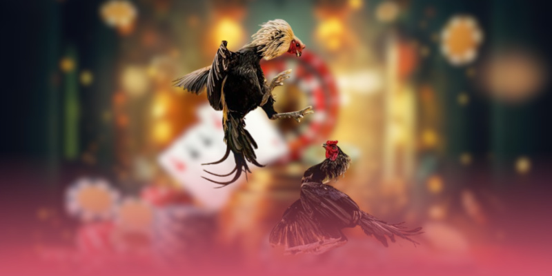 Chuyên mục cá cược đá gà 56WIN có gì?