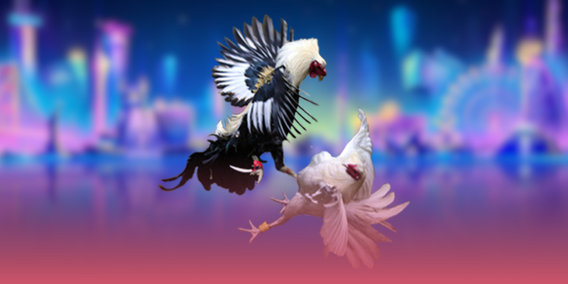 Đá gà SV128 và sới gà online trở thành đối tác chính